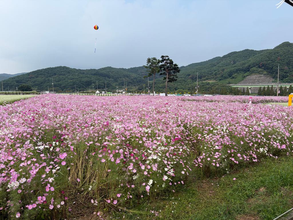 북천 코스모스, 가뭄 이겨내고 활짝…12만 명 발길 이어져 공식 보도사진