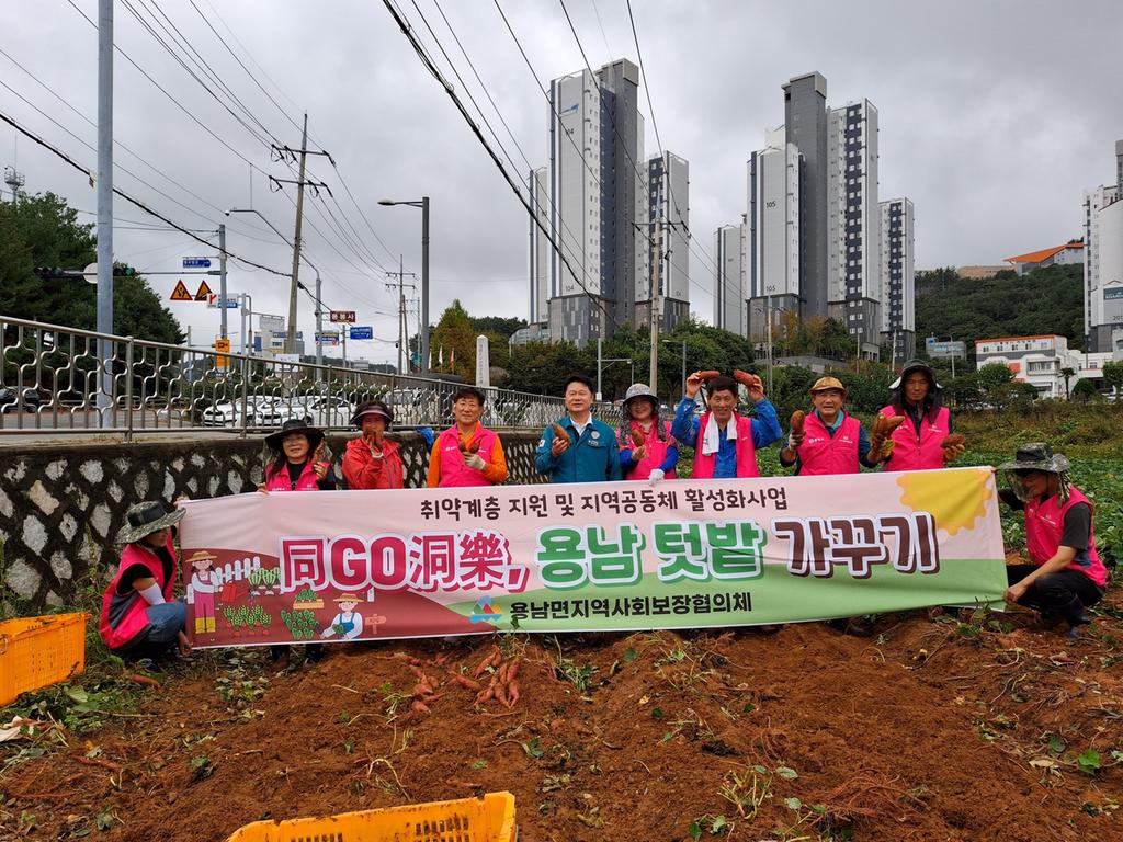 용남면지사협, 고구마 캐고! 정 나누고! 텃밭 수확물로 따뜻한 나눔 준비 공식 보도사진