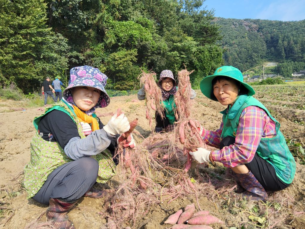 고전면 새마을단체, 고구마 수확 이웃사랑 실천
