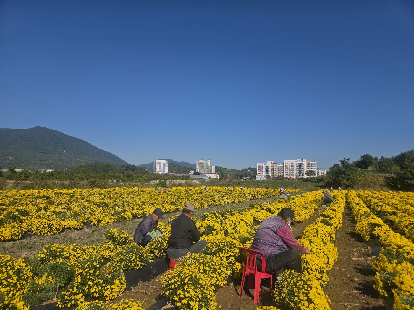 산청지역자활센터 국화 수확 (1)