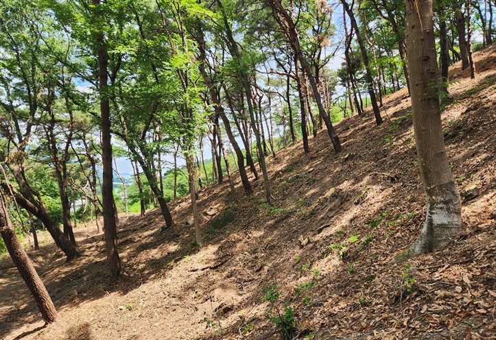하반기 산불예방 숲가꾸기 사업1
