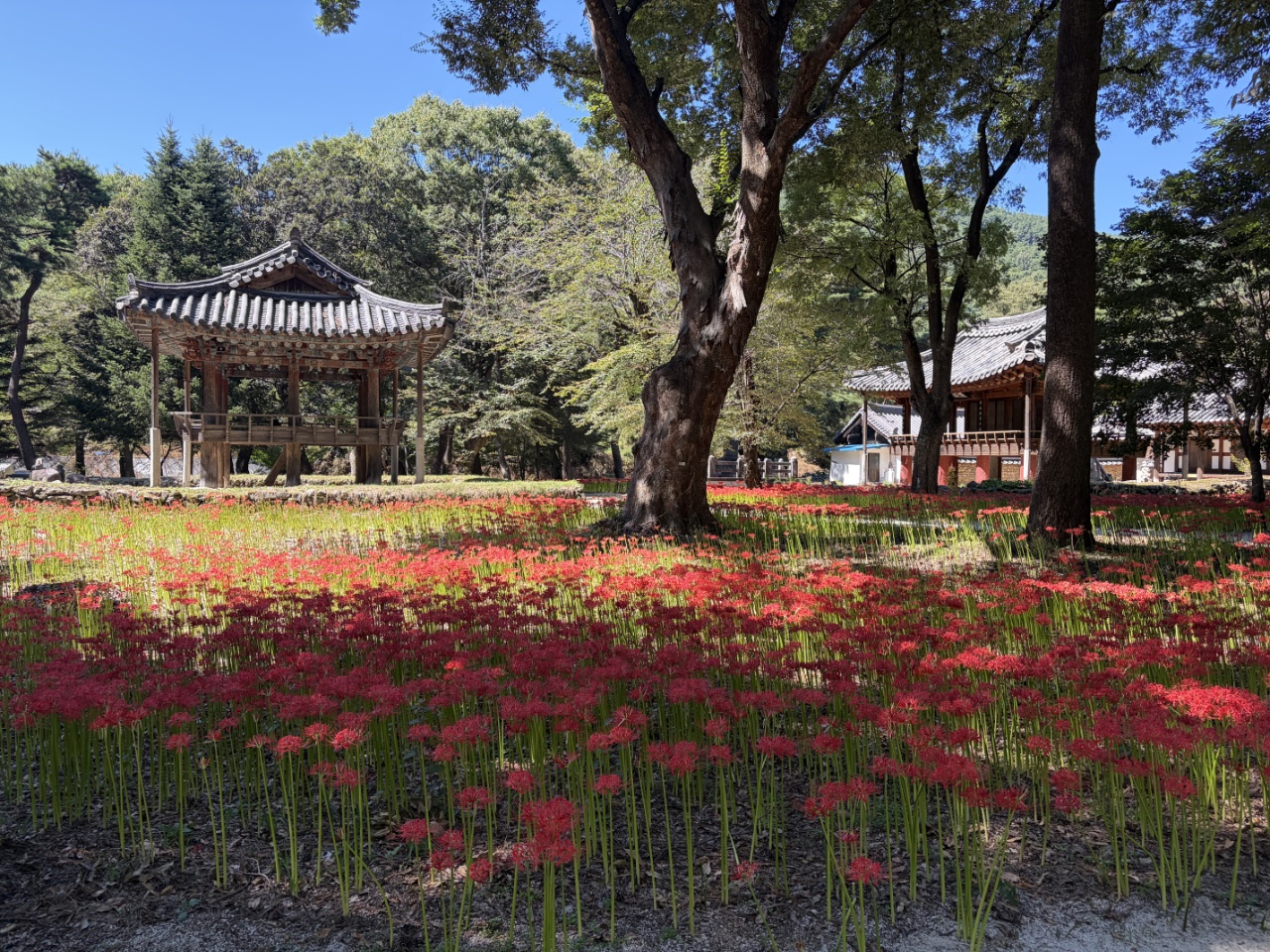 [거창군]26.9.22.보도자료(거창군 북상면 갈계숲 꽃무릇 만개로 가을 정취 물씬)2]