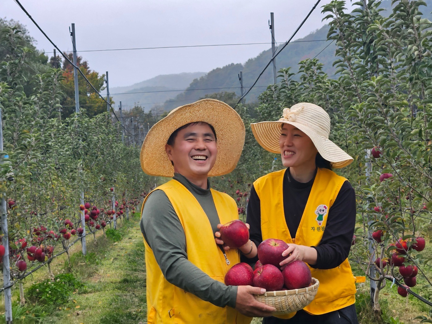 청정 산청 황매산 ‘엔부 사과’ 본격 출하 (1)