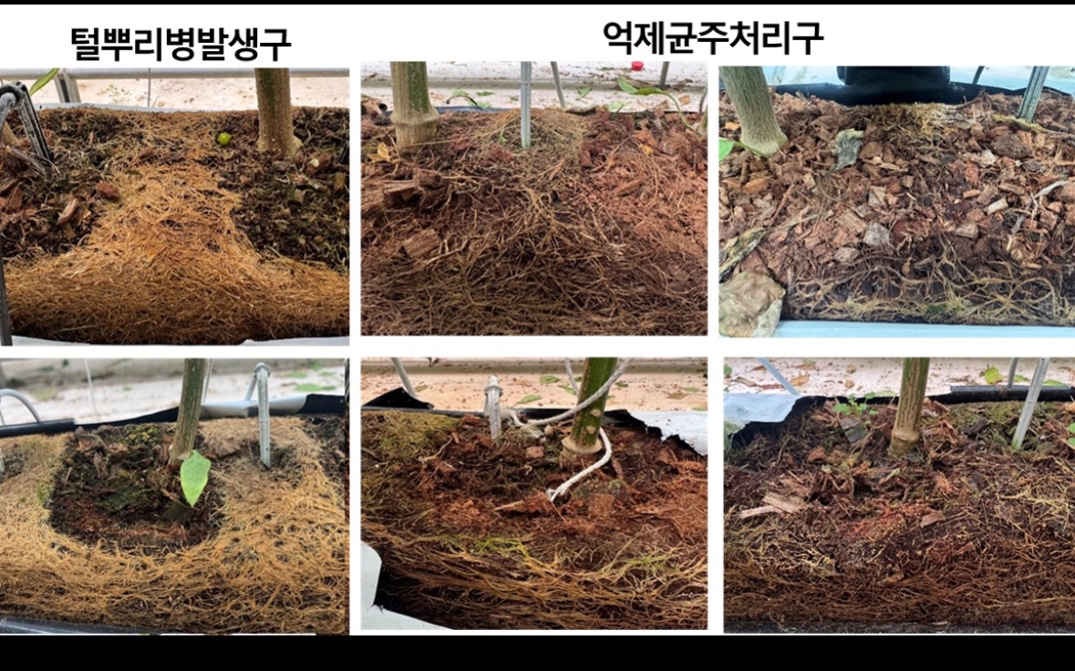 털뿌리병 억제균주로 파프리카 안전생산에 한 발 더