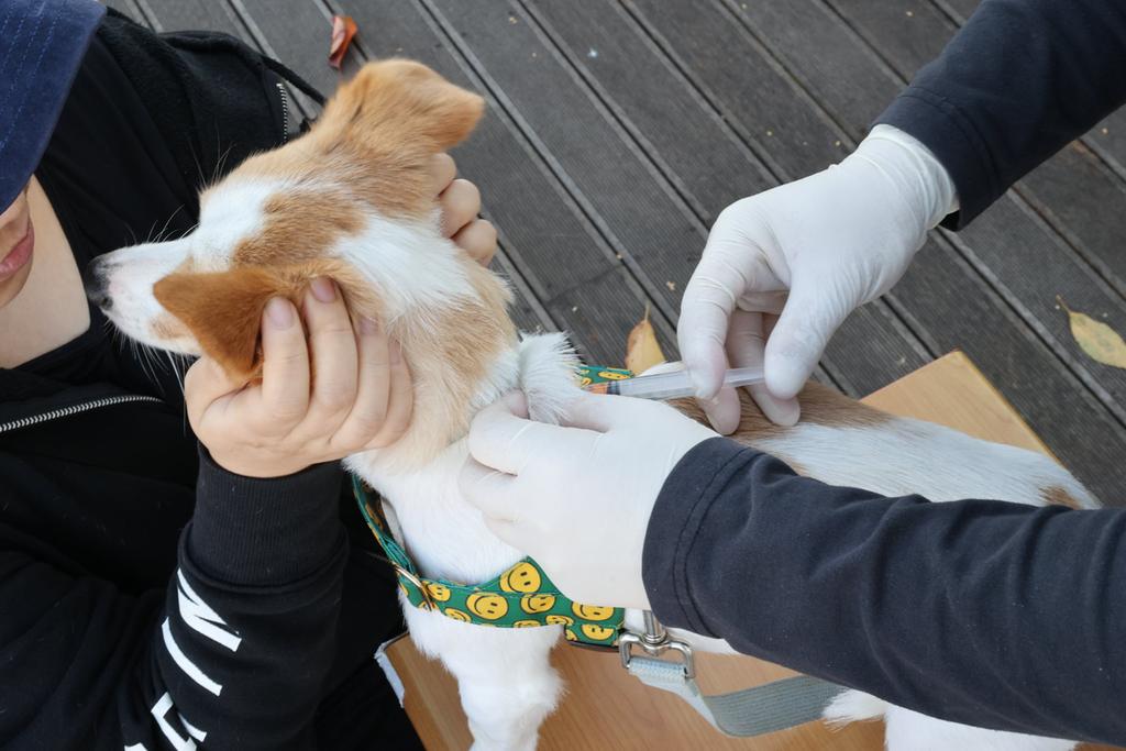 진주시, ‘하반기 개 광견병 무료 예방접종’ 실시