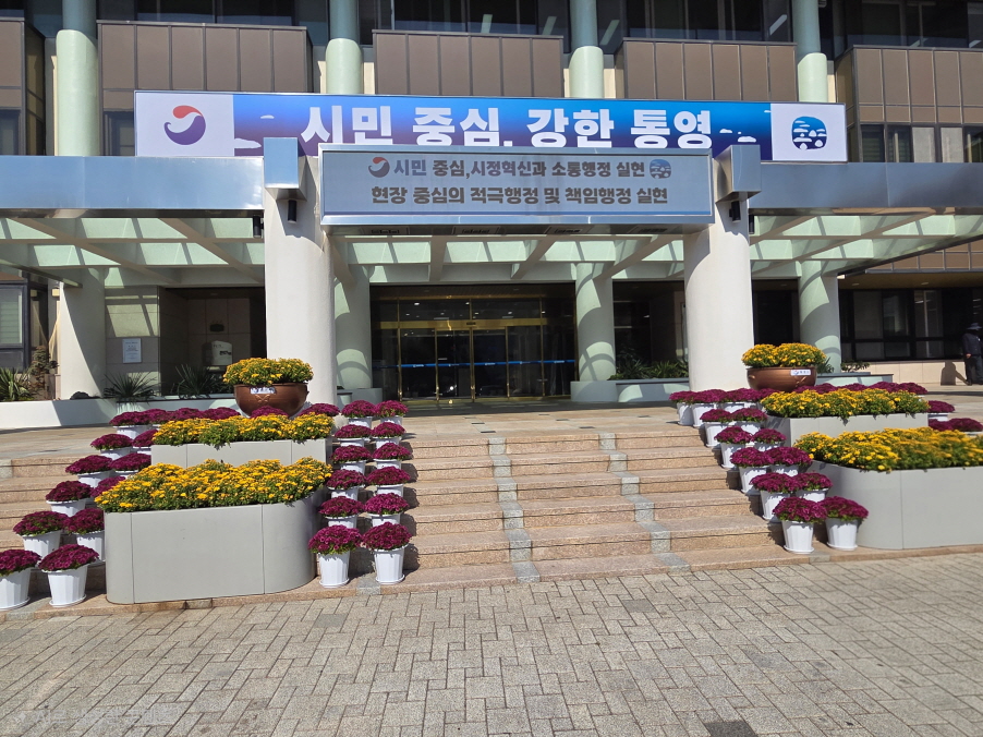통영시, 은은한 국화 향기로 가을을 선물하다 공식 보도사진