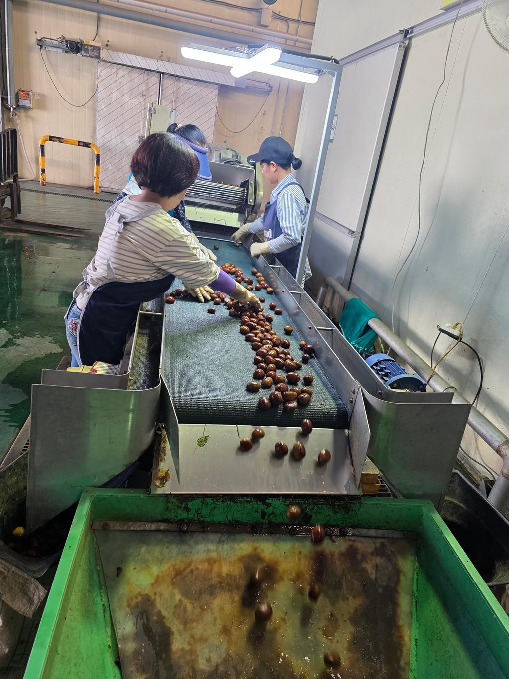 하동 밤 수매 본격화…10월 중순까지 지역농협 수매장 운영 공식 보도사진